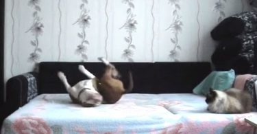 Owner Does NOT Allow This Dog On The Bed, But Watch When He Leave The Dog Alone And Set Up A Hidden Camera ... Hilarious !