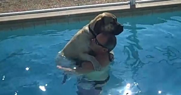 This Dog Is Afraid Of Swimming In The Pool, But When His Daddy Comforts Him, He Finally Jumps...