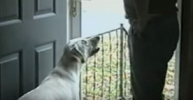 When This Man Told His Dog To Go Outside, The Dog Refused. When You See Why, You Will Burst Into Laughter !