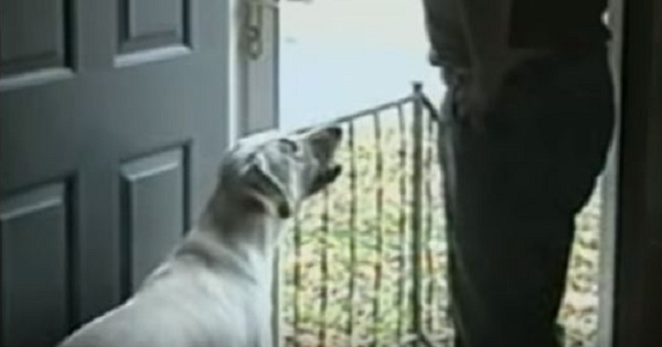 When This Man Told His Dog To Go Outside, The Dog Refused. When You See Why, You Will Burst Into Laughter !