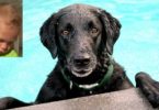 Dog Jumps Into Pool To Save a Drowning Baby. This Dog Is A Real Hero !