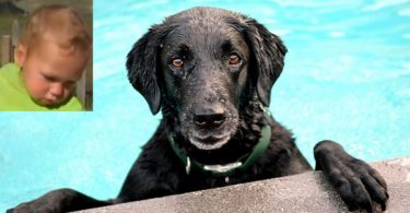 Dog Jumps Into Pool To Save a Drowning Baby. This Dog Is A Real Hero !
