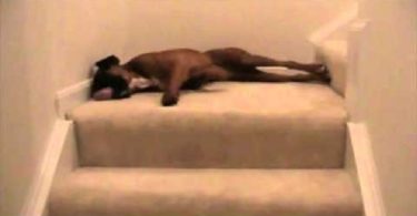 What This Dog Is Doing Every Morning Will Left You Speechless. Strange Routine...
