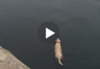 Dog Goes Swimming Into The Ocean Every Day, But Wait To See His Unlikely Friend