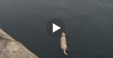 Dog Goes Swimming Into The Ocean Every Day, But Wait To See His Unlikely Friend
