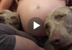 Dogs Were Sleeping On Mommy`s Belly For 9 Months Waiting For Their New Human Brother, Now They Couldn`t Be More Happier !