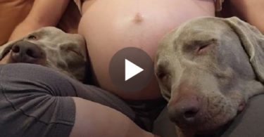 Dogs Were Sleeping On Mommy`s Belly For 9 Months Waiting For Their New Human Brother, Now They Couldn`t Be More Happier !