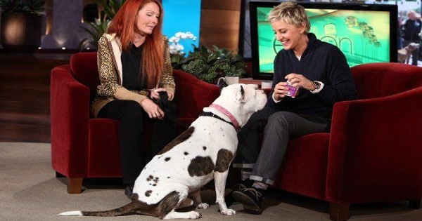Rescue Dog Steals The Hearts Of The Audience In Ellen`s Show