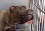 Rescued Dog Was Forced To Fight, But Watch Him When He Feels Love For The Very First Time...