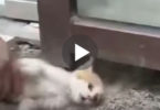 Tiny Kitten Trapped Behind Glass Wall Was Crying For Help. Everything Changed When This Man...