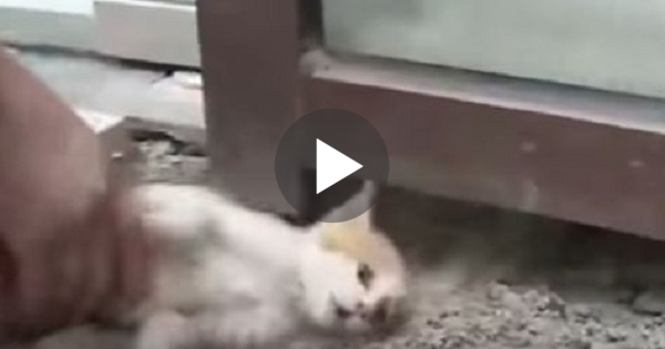 Tiny Kitten Trapped Behind Glass Wall Was Crying For Help. Everything Changed When This Man...