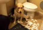 Owner Asks His Dog " Did You Do This " , Dog`s ANSWER Will Make You Burst Out Laughing !