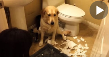 Owner Asks His Dog " Did You Do This " , Dog`s ANSWER Will Make You Burst Out Laughing !