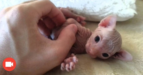 Everyone Said This Kitten Is " Ugly ", But When He Gets Belly Rub.. AWW...This Will Warm Your Heart!
