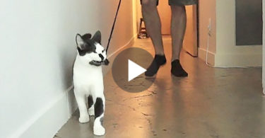 This Guy Tried To Walk His Kitty On a Leash, But Watch Her Hilarious Reaction ! OMG !