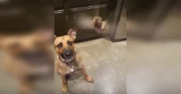 Adopted Dog Rescues a Hummingbird And Insists To Care For The Bird.