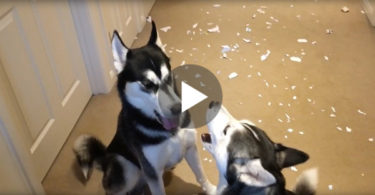 huskies arging about the mess