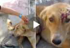 Dog Was Hit By Vehicle And Couldn`t Walk... But, When Rescuers Came To Help, He Didn`t Stop Doing This With His Tail ...