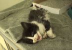 Touching Rescue Story Of Abandoned Kitten With Injured Leg... But, She Never Gave Up !