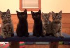 This Is The Cutest Foster Kittens Chorus Line. You Won`t Stop Laughing!