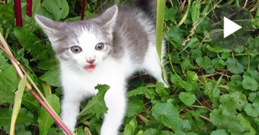 Kitten Saw Man For The First Time And Began Hissing At Him, But Then He Gave Here Food And ....