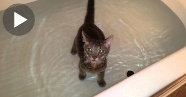 Kitten Clearly Enjoys The Perfect Time In Tub. Love This !