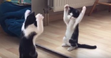 kitten mirror