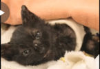 Kids Set On Fire This Poor Kitten And Left Him To Die, But Luckily He Was Rescued In Last Minute And ...