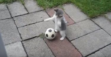 kitten football