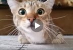This Kitty Was Watching A Movie, But She Wasn`t Prepared For The Scary Part. Her Reaction Is Hilarious!