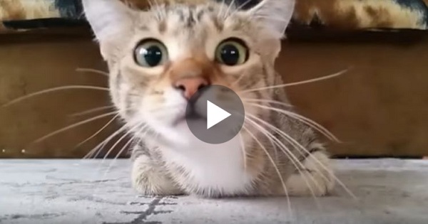 This Kitty Was Watching A Movie, But She Wasn`t Prepared For The Scary Part. Her Reaction Is Hilarious!