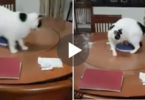 Cat Is Really Confused Of This Strange Rotating Table ! Watch Her Trying To Escape From It !