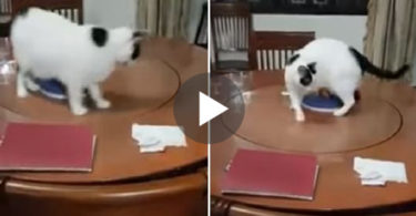 Cat Is Really Confused Of This Strange Rotating Table ! Watch Her Trying To Escape From It !