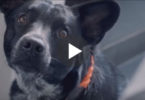 Every Dog Lover Should Watch This Video ! Dogs Make Our Lives Better !