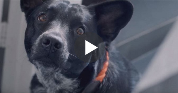 Every Dog Lover Should Watch This Video ! Dogs Make Our Lives Better !