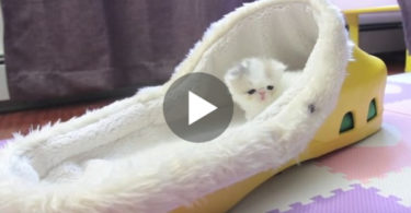 This Fluffy Little Kitten Is The Cutest Thing You Will See Today ! Simply Incredible !