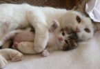 mom can`t stop cuddling kitten