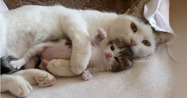mom can`t stop cuddling kitten