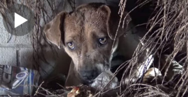 Dramatic Rescue Of Mom Dog Kissing Each Puppy As Rescuers Trying To Save Them ...