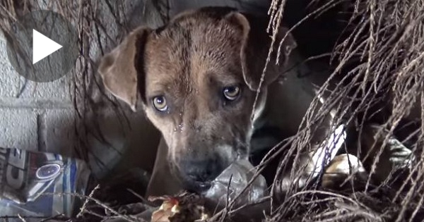 Dramatic Rescue Of Mom Dog Kissing Each Puppy As Rescuers Trying To Save Them ...