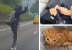 Motorist Stops Busy Traffic To Save This Little Kitten. This Man is a HERO !