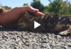 They Found This Poor Nearly Dead Kitten On The Road, Then Something Miraculous Happened ...