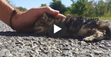 They Found This Poor Nearly Dead Kitten On The Road, Then Something Miraculous Happened ...