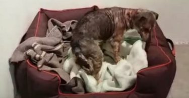 Neglected Dog Feels The Softness Of His Very First Bed. He Couldn`t Stop Wagging His Tail !