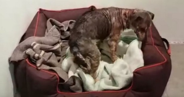 Neglected Dog Feels The Softness Of His Very First Bed. He Couldn`t Stop Wagging His Tail !