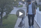 This Guy Adopted Old Dog From Shelter, Then One Day While Taking a Walk The Dog Stopped and Gave Him This Last Look...