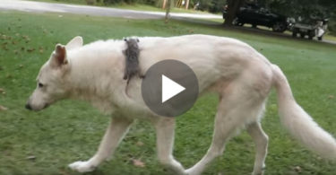 This Orphaned Baby Climbed On This Dog And Never Let Him Go... But, Watch Them NOW!
