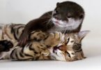 otter and bengal cat