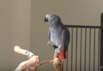 When This Parrot Heard The Sound of Piano, She Immediately Begins Singing. WoW