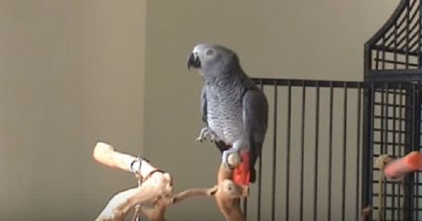 When This Parrot Heard The Sound of Piano, She Immediately Begins Singing. WoW